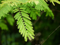Acacia catechu Seeds (Khair) — foliage and leaves | Native tree seeds | SeedsCart