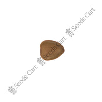 Peacock Flower Seeds — seeds close-up | High germination rate | SeedsCart