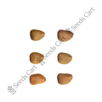 Peacock Flower Seeds — harvest ready plant | Grow at home India | SeedsCart