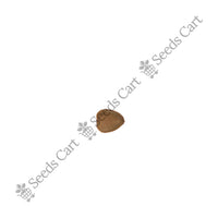 Peacock Flower Seeds — mature plant in pot | Kitchen garden seeds | SeedsCart