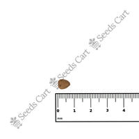 Peacock Flower Seeds — growing seedlings | ISF certified seeds | SeedsCart