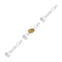 Horse Bean — seeds close-up | High germination rate | SeedsCart