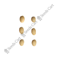 Horse Bean — harvest ready plant | Grow at home India | SeedsCart