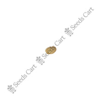 Horse Bean — mature plant in pot | Kitchen garden seeds | SeedsCart