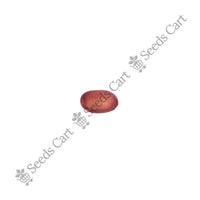 Sword Bean — seeds close-up | High germination rate | SeedsCart