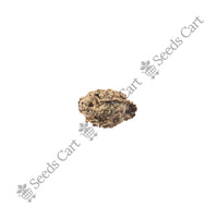 The Papaya Seeds — seeds close-up | High germination rate | SeedsCart