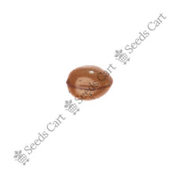 Golden Shower Seeds — seeds close-up | High germination rate | SeedsCart