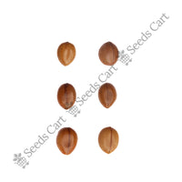 Golden Shower Seeds — harvest ready plant | Grow at home India | SeedsCart