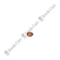 Golden Shower Seeds — mature plant in pot | Kitchen garden seeds | SeedsCart