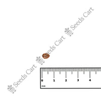 Golden Shower Seeds — growing seedlings | ISF certified seeds | SeedsCart