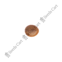 Java Cassia Seeds — seeds close-up | High germination rate | SeedsCart