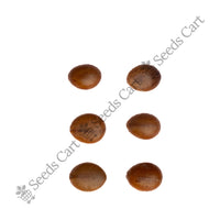 Java Cassia Seeds — harvest ready plant | Grow at home India | SeedsCart