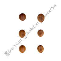 Red Shower Seeds — seeds close-up | High germination rate | SeedsCart