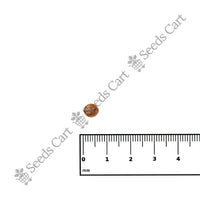 Red Shower Seeds — mature plant in pot | Kitchen garden seeds | SeedsCart