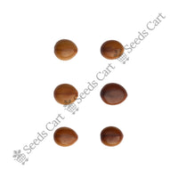 Pink Shower Seeds — harvest ready plant | Grow at home India | SeedsCart