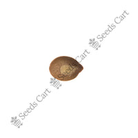 Coffee Senna Seeds — seeds close-up | High germination rate | SeedsCart