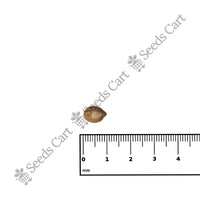 Coffee Senna Seeds — growing seedlings | ISF certified seeds | SeedsCart