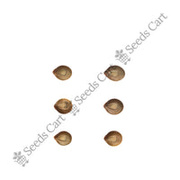 Marginata Seeds — harvest ready plant | Grow at home India | SeedsCart