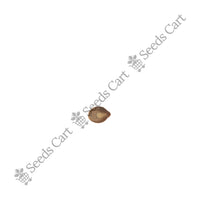 Marginata Seeds — mature plant in pot | Kitchen garden seeds | SeedsCart