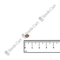 Marginata Seeds — growing seedlings | ISF certified seeds | SeedsCart