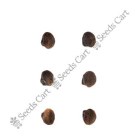 White Silk Cotton Tree — tree seeds | Agroforestry seeds India | SeedsCart