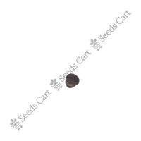 White Silk Cotton Tree — growing sapling | Tree plantation seeds | SeedsCart