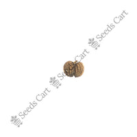 Gotu Kola Seeds — plant growing in garden | Non-GMO vegetable seeds | SeedsCart