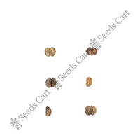 Gotu Kola Seeds — seeds close-up | High germination rate | SeedsCart