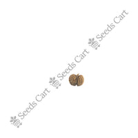 Gotu Kola Seeds — harvest ready plant | Grow at home India | SeedsCart