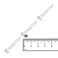 Gotu Kola Seeds — mature plant in pot | Kitchen garden seeds | SeedsCart