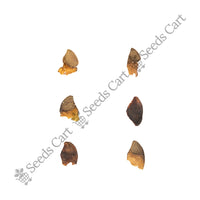 Indian Redwood Seeds — seeds close-up | High germination rate | SeedsCart