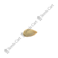 Sour Lime Seeds — mature plant in pot | Kitchen garden seeds | SeedsCart