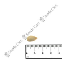 Sour Lime Seeds — growing seedlings | ISF certified seeds | SeedsCart