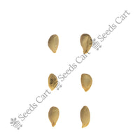 Bitter Orange Seeds — harvest ready plant | Grow at home India | SeedsCart