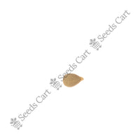 Bitter Orange Seeds — mature plant in pot | Kitchen garden seeds | SeedsCart