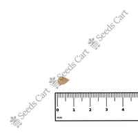 Bitter Orange Seeds — growing seedlings | ISF certified seeds | SeedsCart