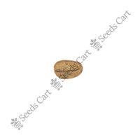 Coffee Plant — seeds close-up | High germination rate | SeedsCart