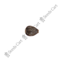 Coix Millet — seeds close-up | High germination rate | SeedsCart