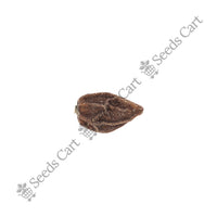 Indian Cherry Seeds — seeds close-up | High germination rate | SeedsCart