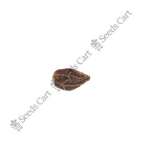 Indian Cherry Seeds — mature plant in pot | Kitchen garden seeds | SeedsCart