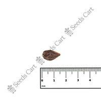 Indian Cherry Seeds — growing seedlings | ISF certified seeds | SeedsCart