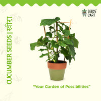 Cucumber Seeds — plant growing in garden | Non-GMO vegetable seeds | SeedsCart