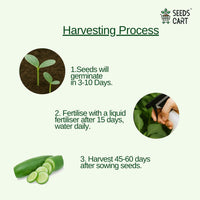 Cucumber Seeds — growing seedlings | ISF certified seeds | SeedsCart