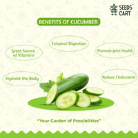 Cucumber Seeds — seeds close-up | High germination rate | SeedsCart