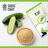 Cucumber Seeds — mature plant in pot | Kitchen garden seeds | SeedsCart