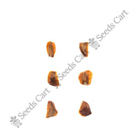 Kashmir Cypress Seeds — tree seeds | Agroforestry seeds India | SeedsCart