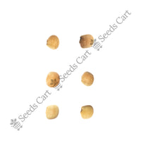 Guvar Bean — harvest ready plant | Grow at home India | SeedsCart