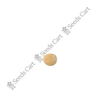 Guvar Bean — mature plant in pot | Kitchen garden seeds | SeedsCart