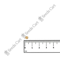 Guvar Bean — growing seedlings | ISF certified seeds | SeedsCart