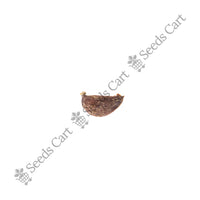 Quince Seeds — harvest ready plant | Grow at home India | SeedsCart